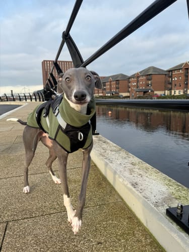 Customer photo review of Fleece Sighthound Base-Layer Coat with Underbelly and Snood