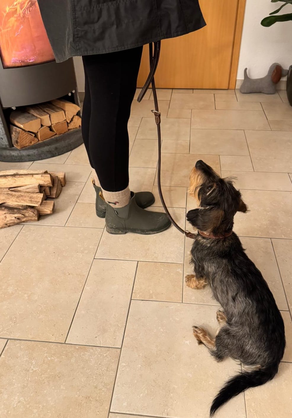 Customer photo review of Sweet William Wollsocken - Dackel