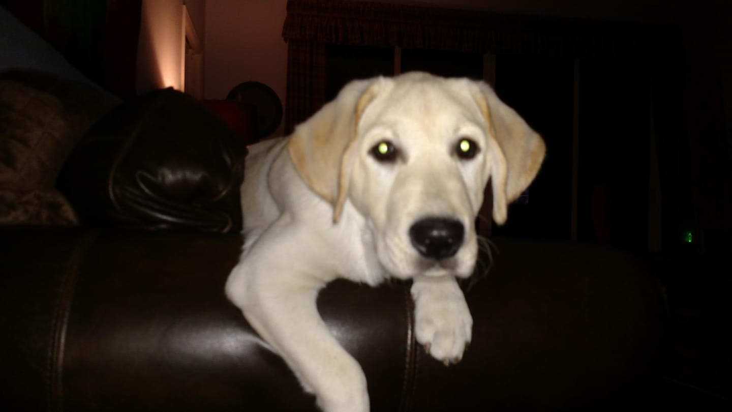 Customer photo review of Whole Elk Antler Chew - Extra Large