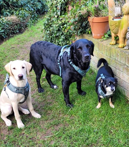 undefined review of Bow Tie - Deja Moo - Green image 1 out of 1