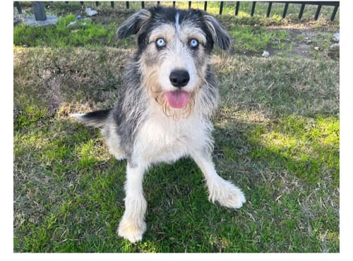 Customer photo review of NEW Waterproof Hard Bottom Car & Truck Seat Foldable Hammock Cover With Storage Pockets, Side Flaps, Headrest Straps, Seat Anchors, & Mesh Window (+FREE SAFETY BELT!)