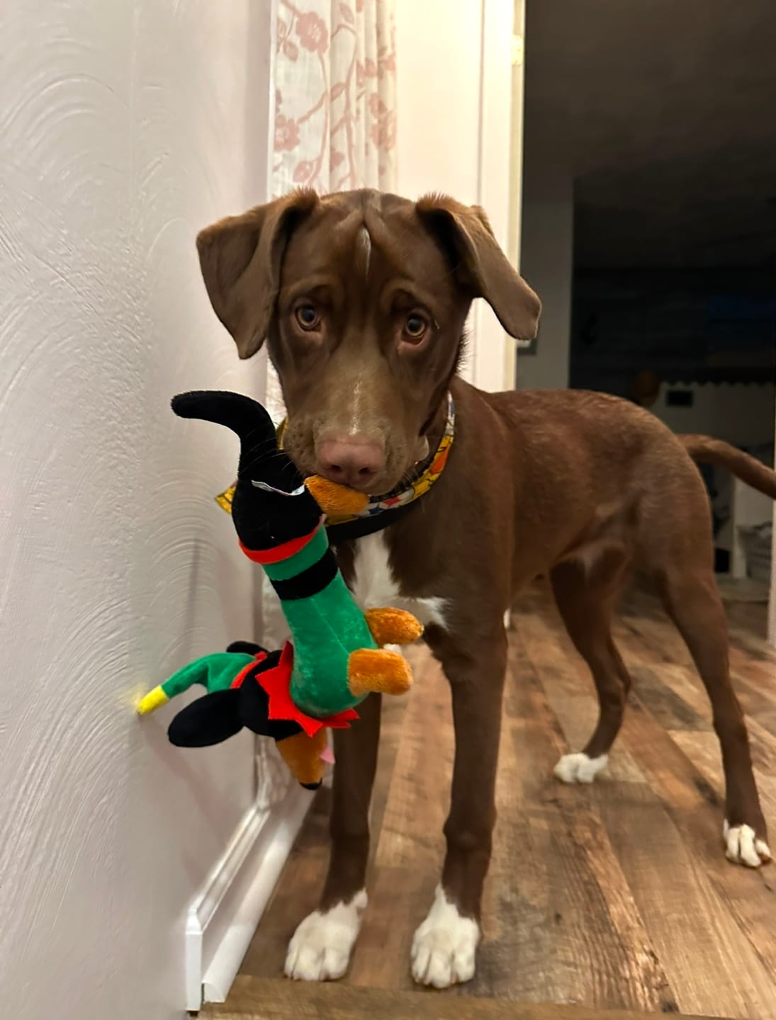Customer photo review of Himalayan Yak Chew (EXTRA LARGE)