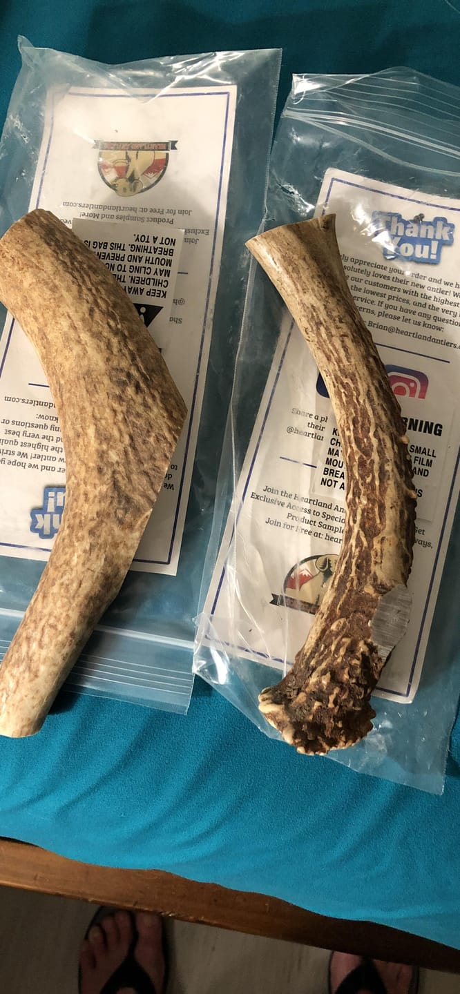 Customer photo review of Whole Elk Antler Chew - Extra Large