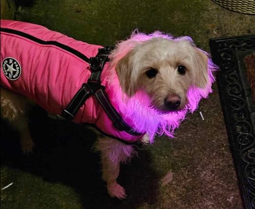 Customer photo review of Wintro - Quilted Waterproof Dog Coat with Harness Built In