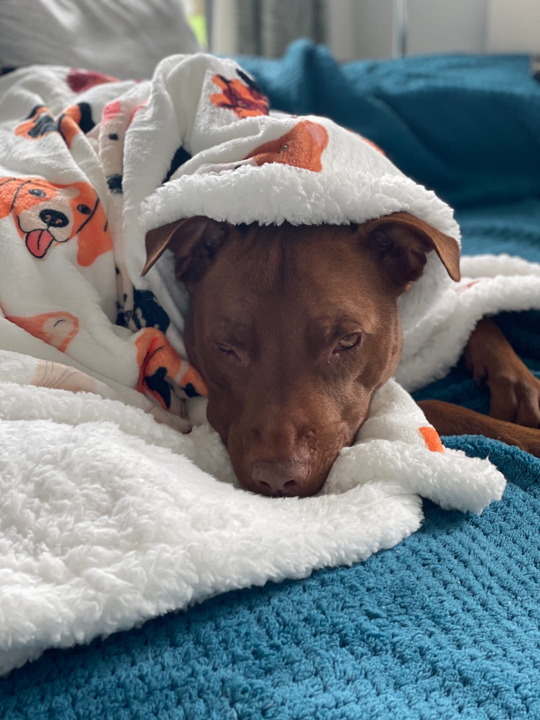 Customer photo review of Luxury Dog & Human Blanket