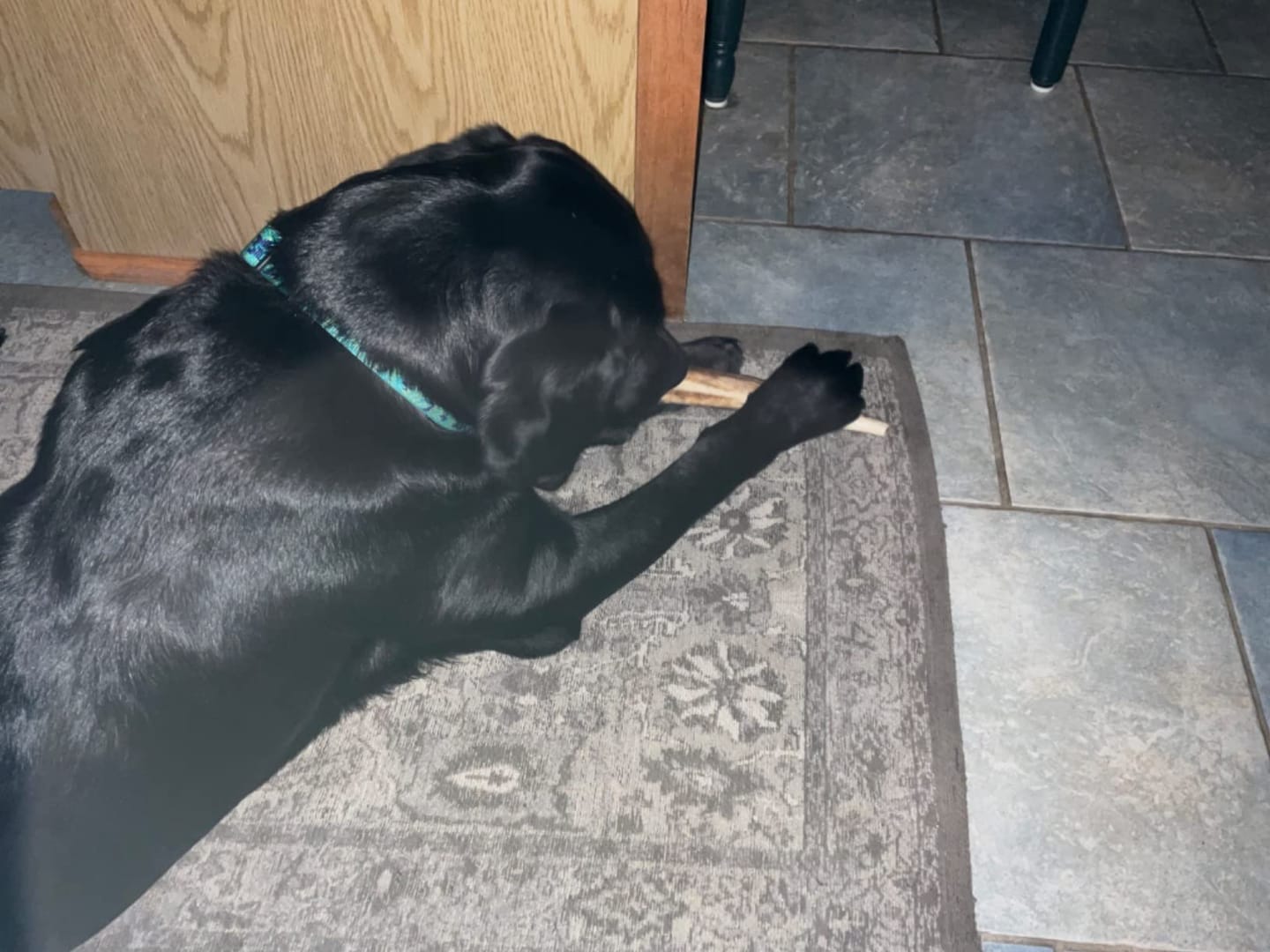 Customer photo review of Whole Elk Antler Chew - Extra Large