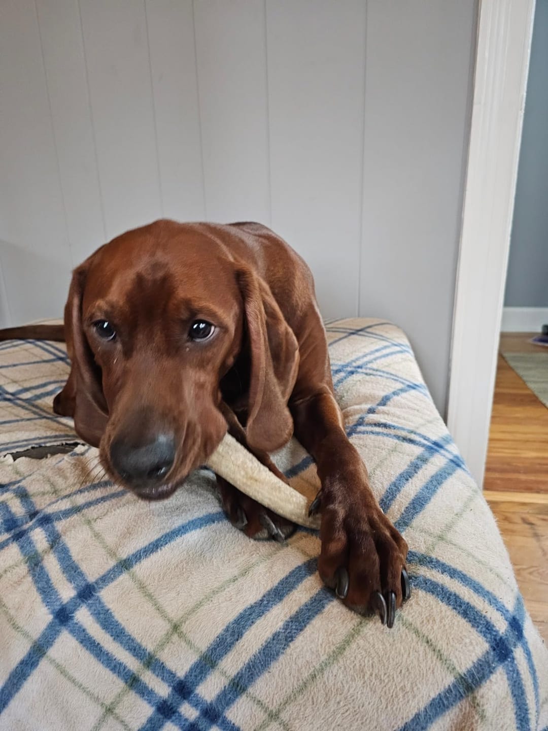Customer photo review of Whole Elk Antler Chew - Extra Large