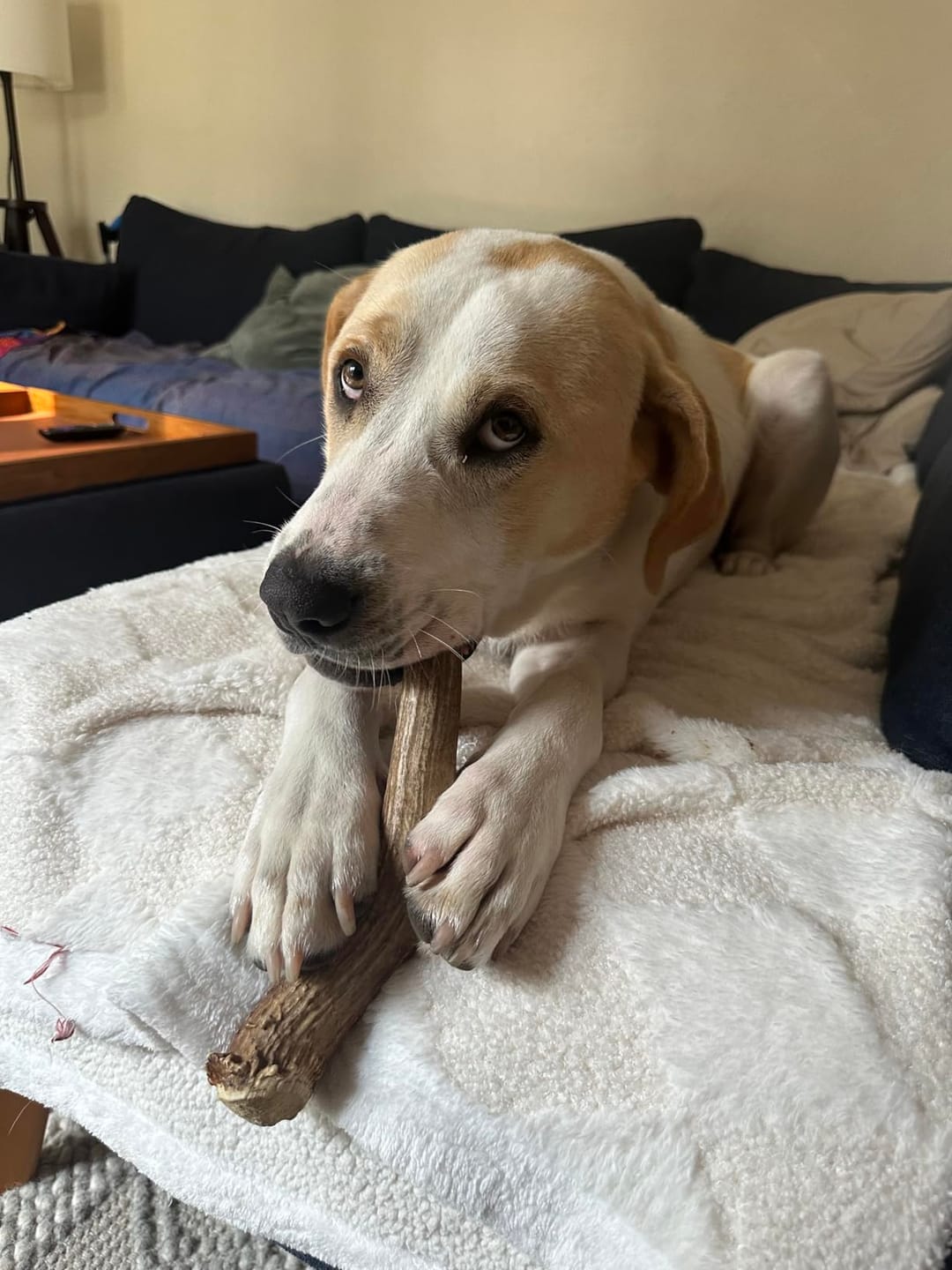 Customer photo review of Deer Antler Chew - Extra Large