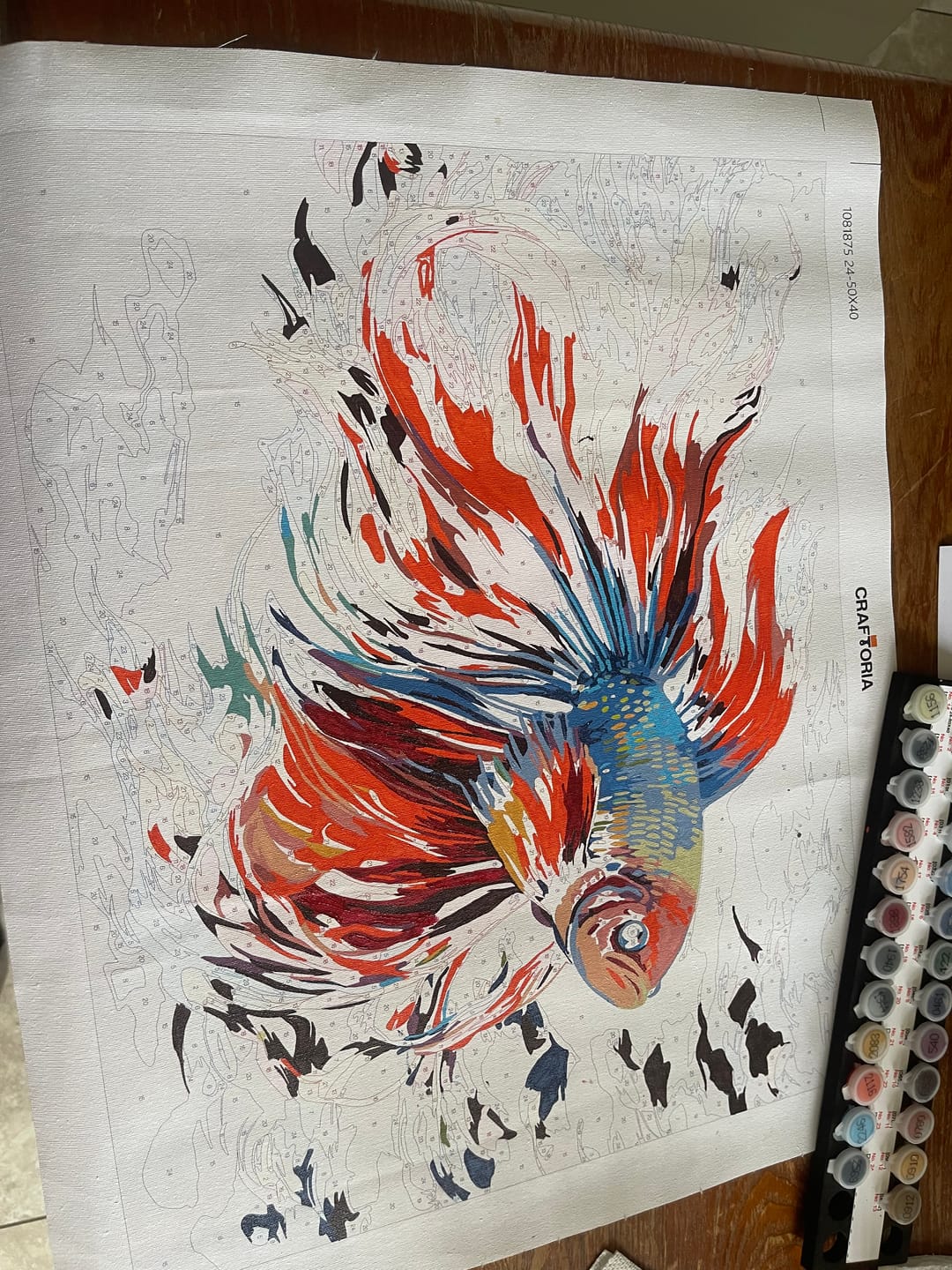 Customer photo review of Rainbow Beta Fish