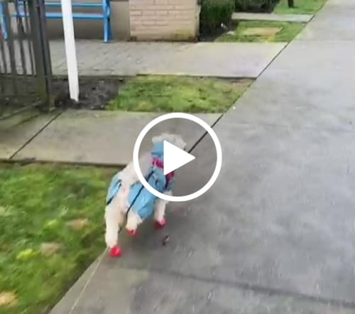 Customer video review of WagWellies® by wagwear