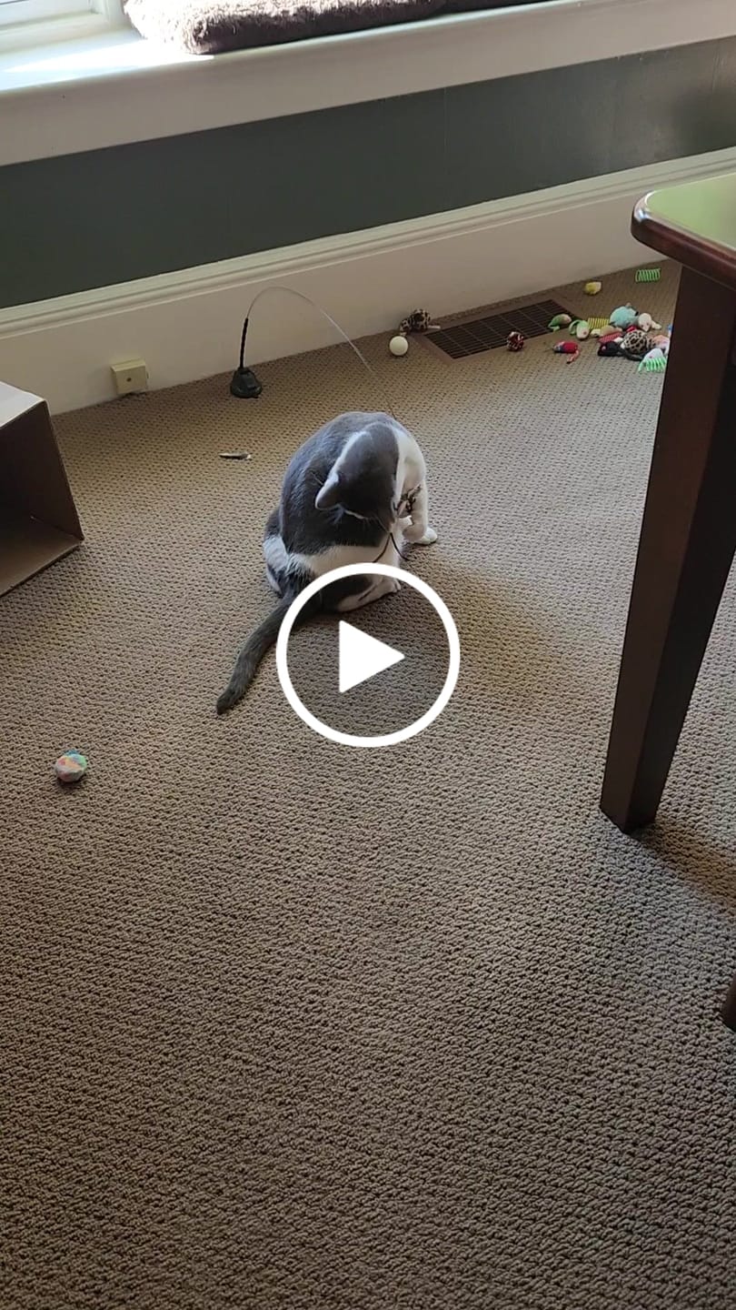 Customer video review of Replacement Sticky Pads (Interactive Bird Simulation Cat Toy)