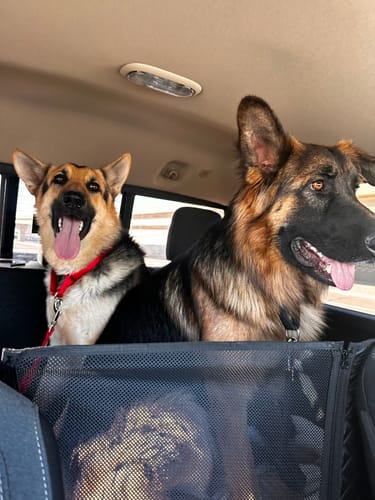 Customer photo review of NEW Waterproof Hard Bottom Car & Truck Seat Foldable Hammock Cover With Storage Pockets, Side Flaps, Headrest Straps, Seat Anchors, & Mesh Window (+FREE SAFETY BELT!)