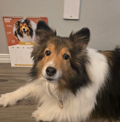 Customer photo review of PUPVOTE: 2025 Cutest Pet Calendar (Official Edition)