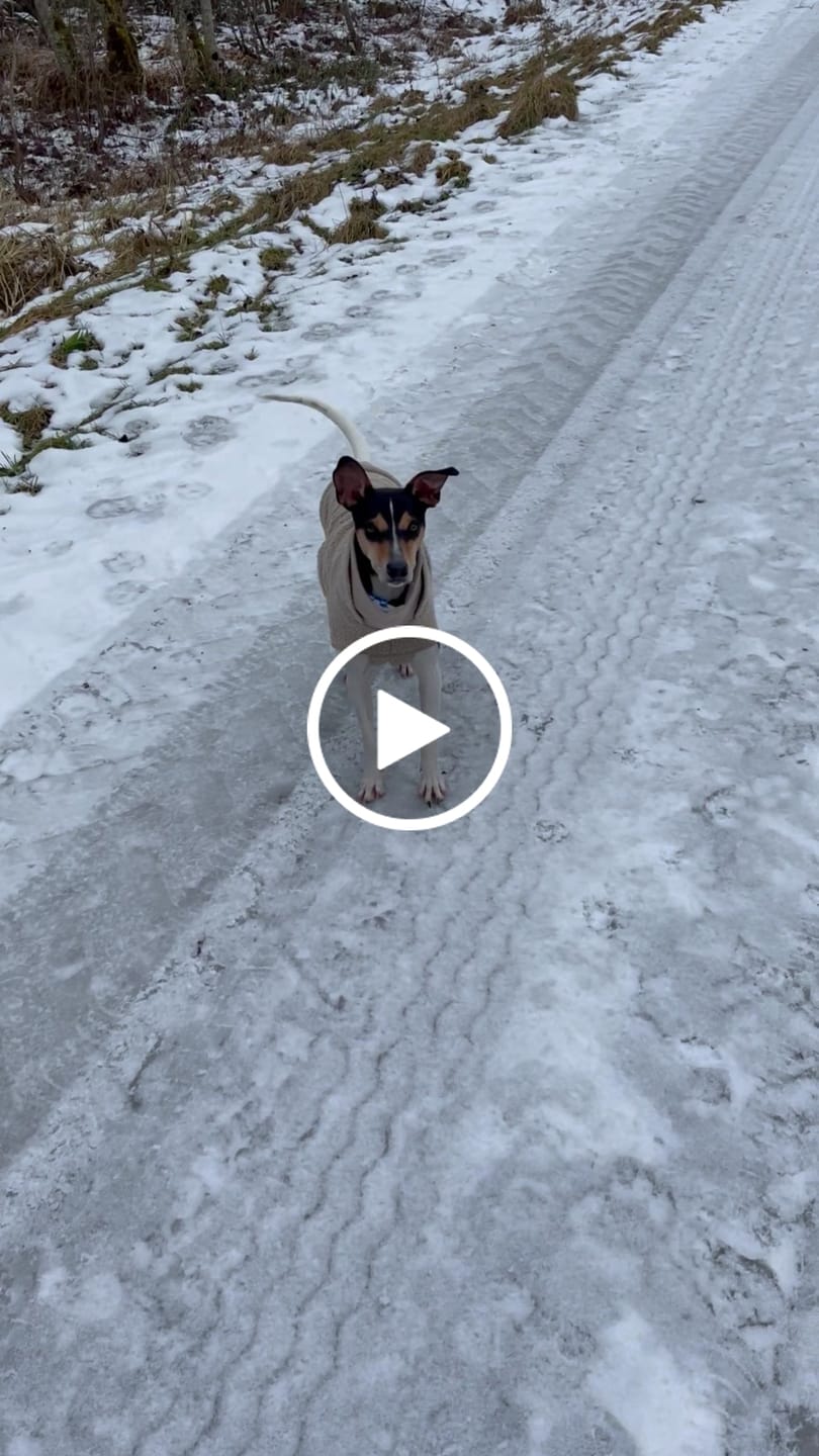 Customer video review of Cloud7 Hundepullover Gotland Beige