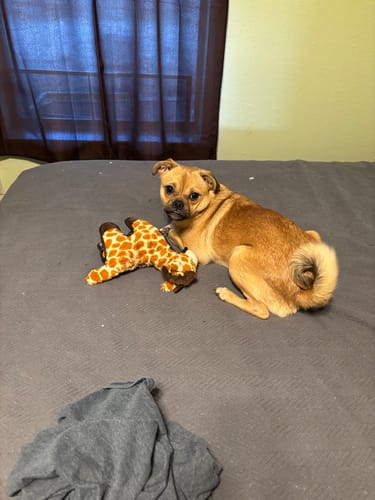 Customer photo review of Tough Plush - Triple Stitch