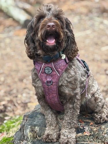 Customer photo review of Tough Trails™ Harness - Country Burgundy