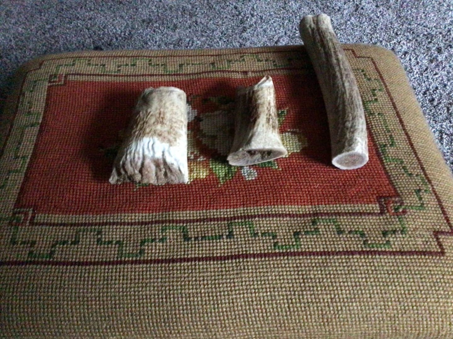 Customer photo review of Whole Elk Antler Chew - Extra Large