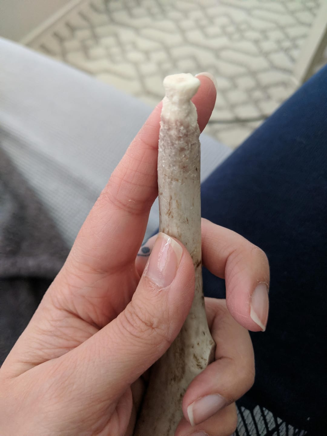 Customer photo review of Deer Antler Chew - Extra Large