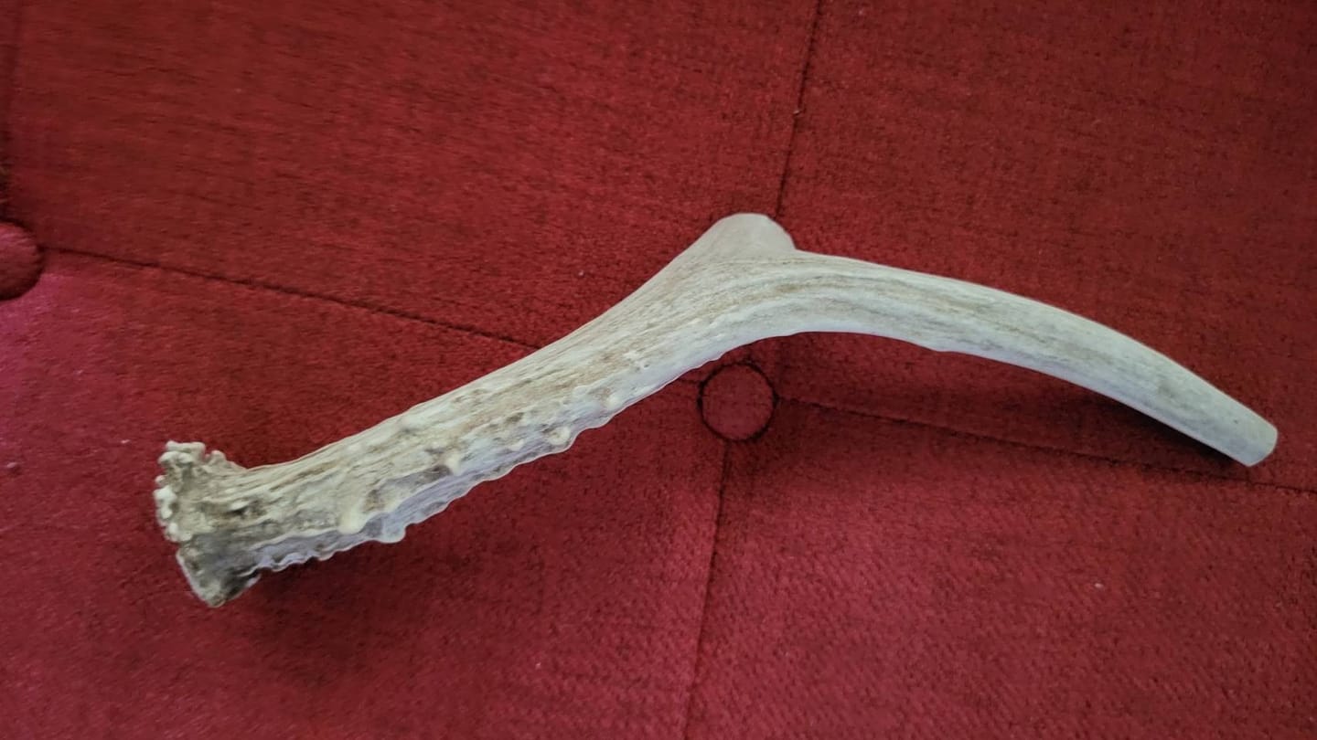 Customer photo review of Deer Antler Chew - Extra Large
