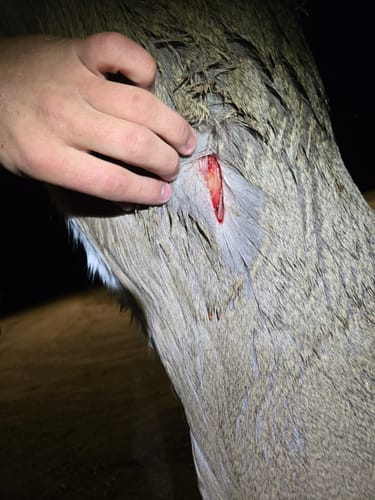 Customer photo review of Beast Broadheads