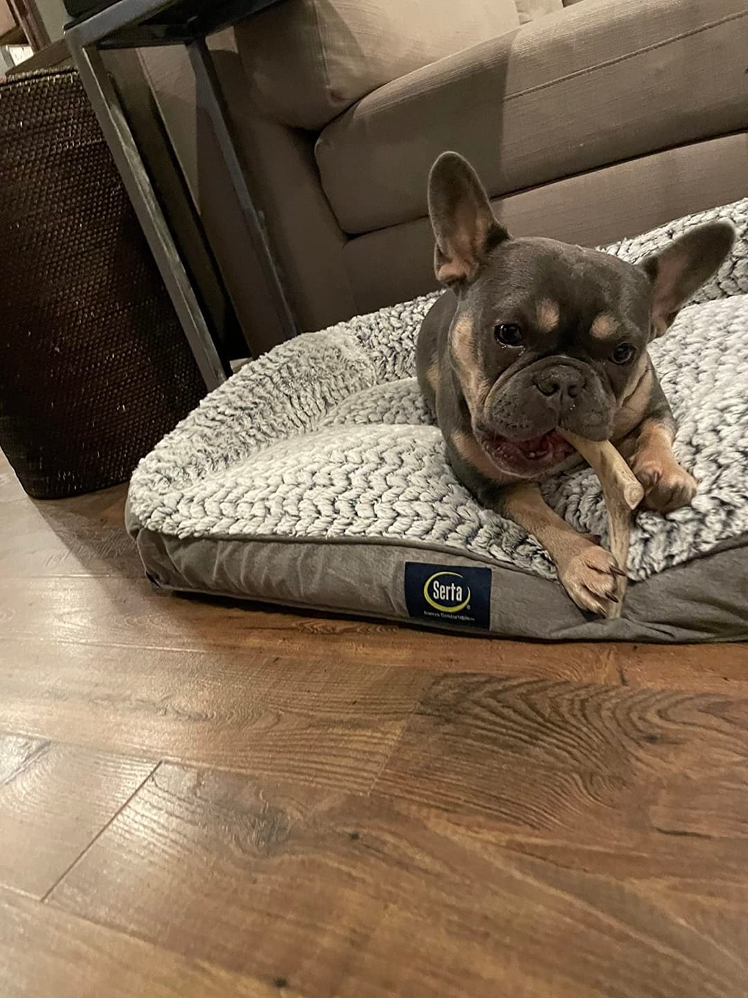 Customer photo review of Deer Antler Chew - Extra Large