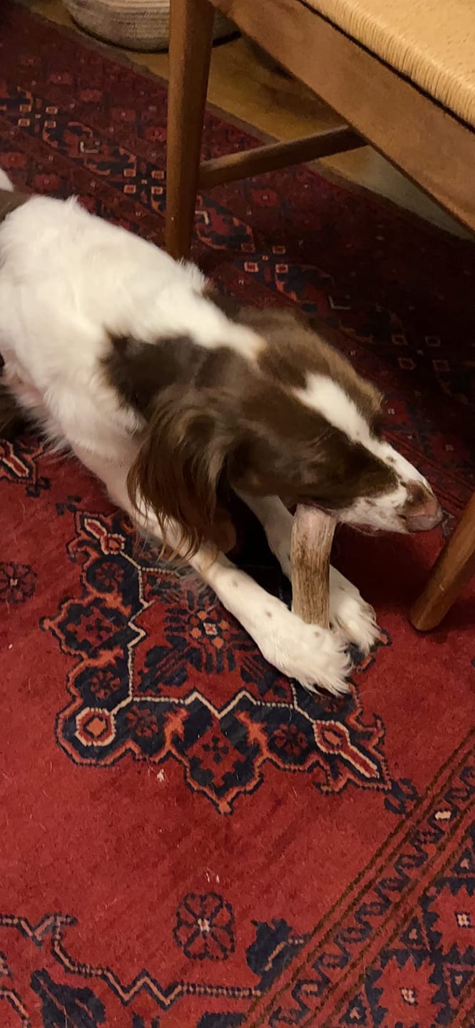 Customer photo review of Whole Elk Antler Chew - Extra Large