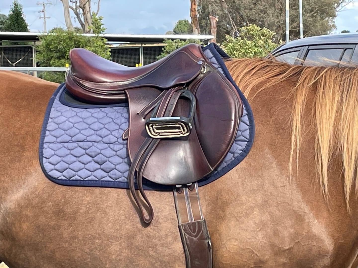 Customer photo review of Kentaur ‘Neo’ Non Slip Saddle Pad