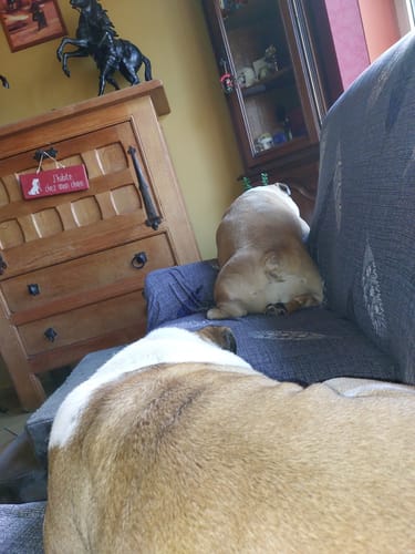 Customer photo review of Pen - Housses Extensibles de Fauteuil et Canapé
