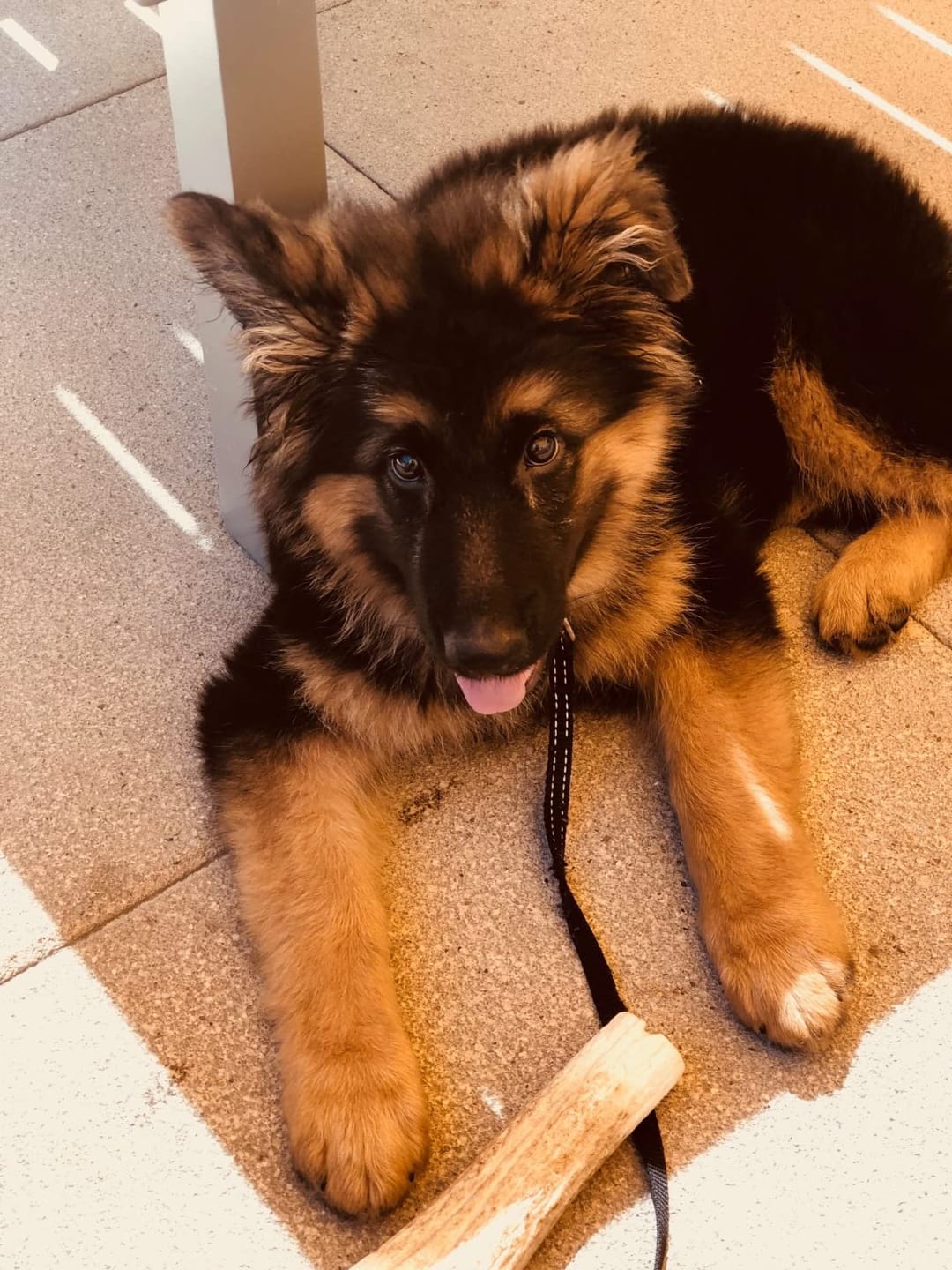 Customer photo review of Whole Elk Antler Chew - Extra Large