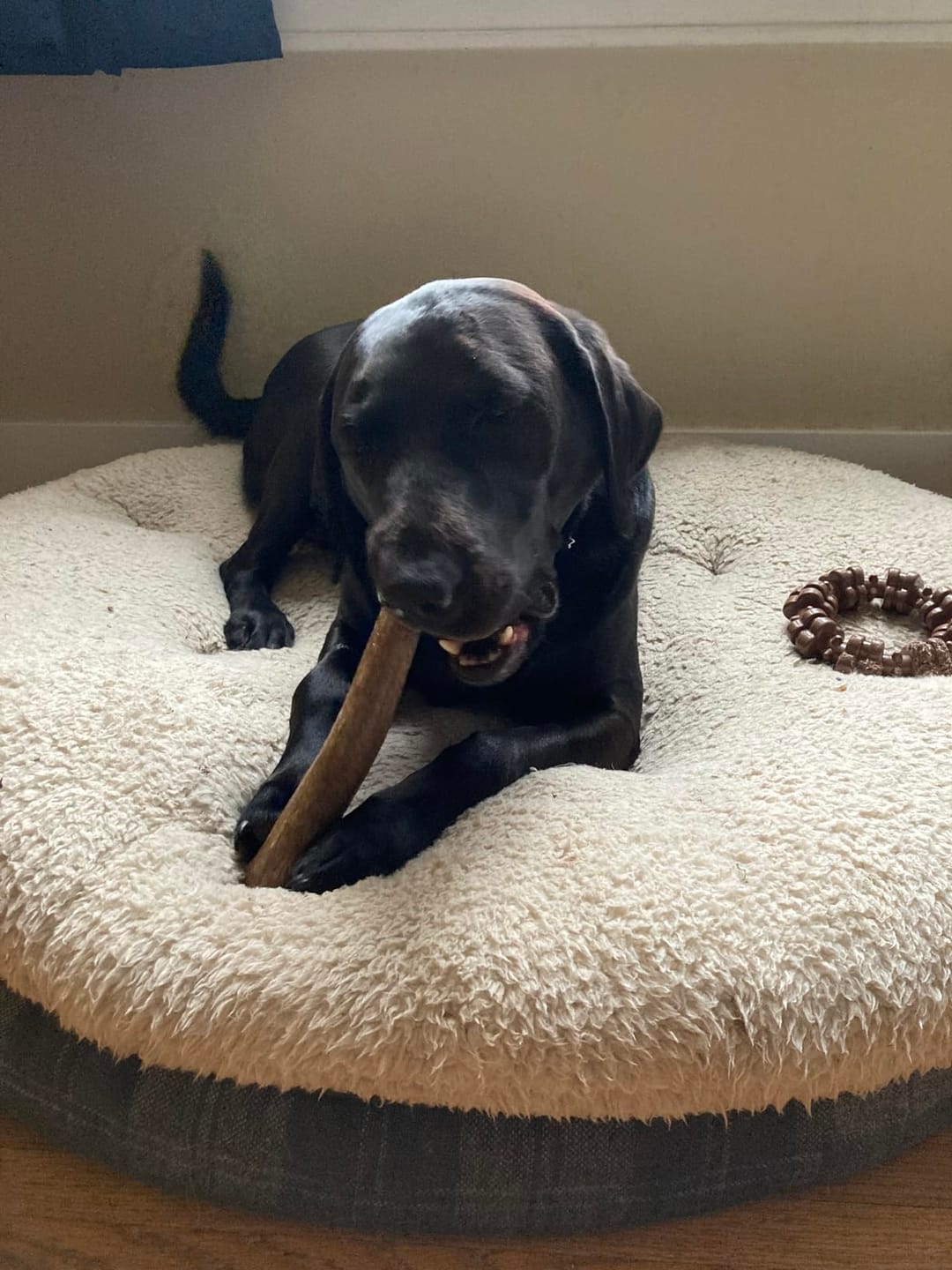 Customer photo review of Whole Elk Antler Chew - Extra Large