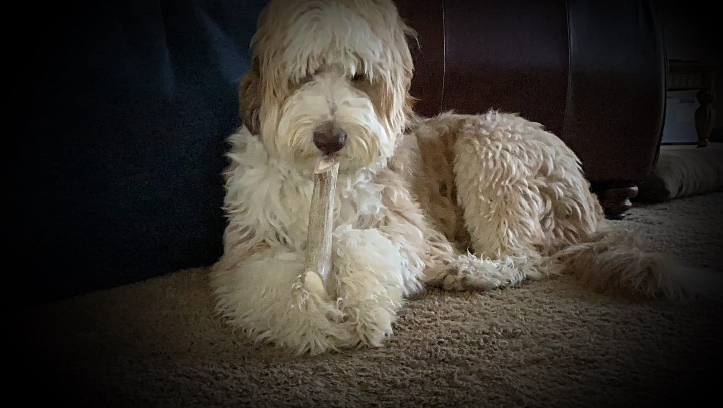 Customer photo review of Deer Antler Chew - Extra Large