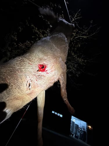 Customer photo review of Beast Titanium-Steel Hybrid Broadheads