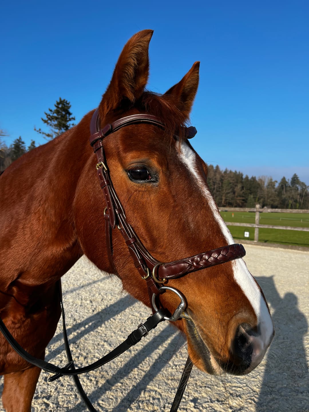 Customer photo review of Odessa bonita Multi Bridle with padded noseband - MASEGO bit to bitless system