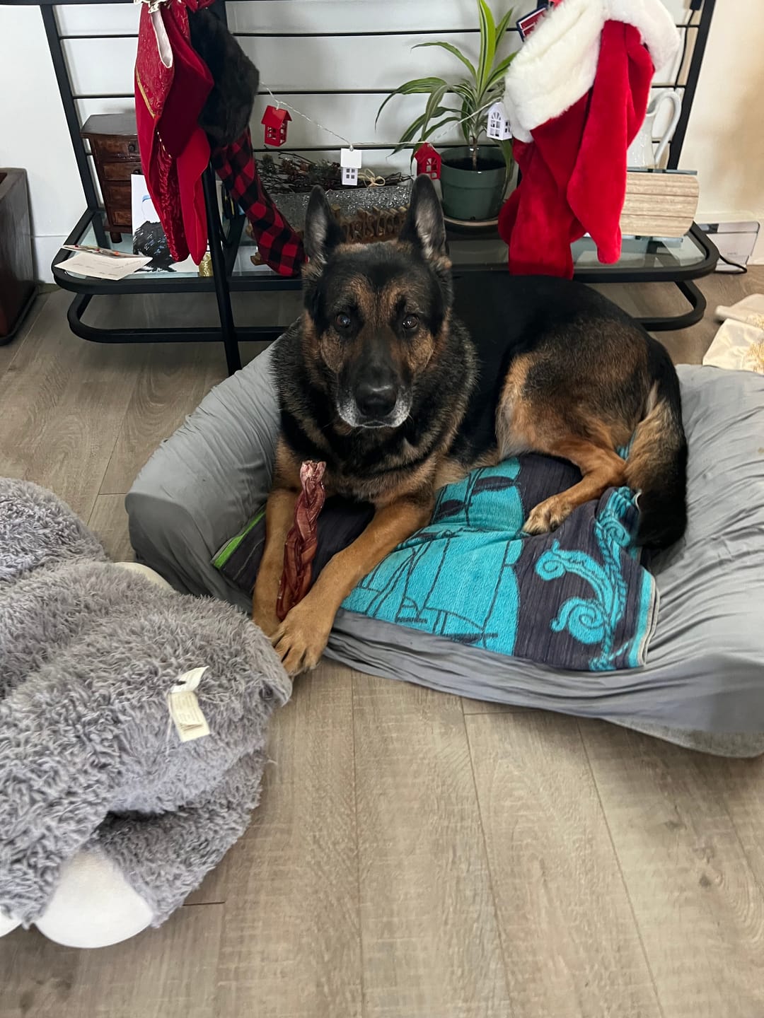 Customer photo review of 6 Inch Jumbo Braided Bully Stick