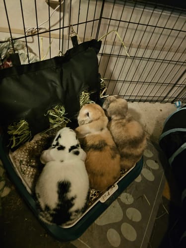 Customer photo review of Timothy Hay Box 'Blend'