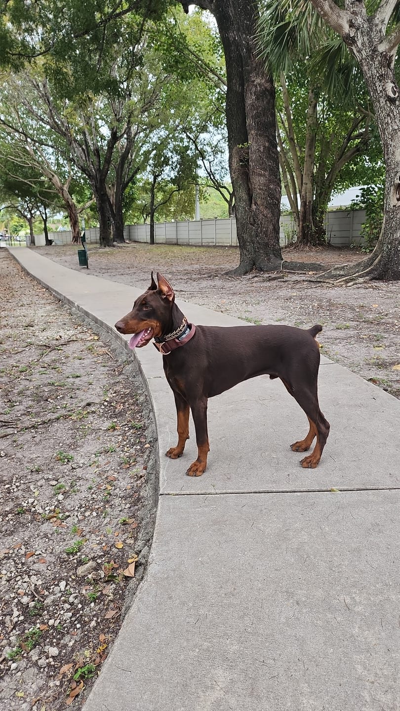 Customer photo review of 2" Tacti Luxe Dog Collar - Rose Gold - Chocolate