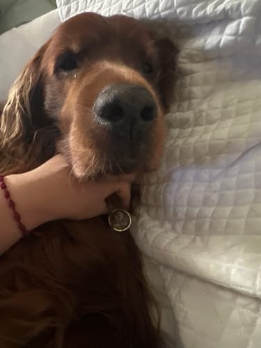 Customer photo review of Placa Camuflaje