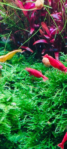 Customer photo review of Yellow Golden Back Neocaridina Shrimp
