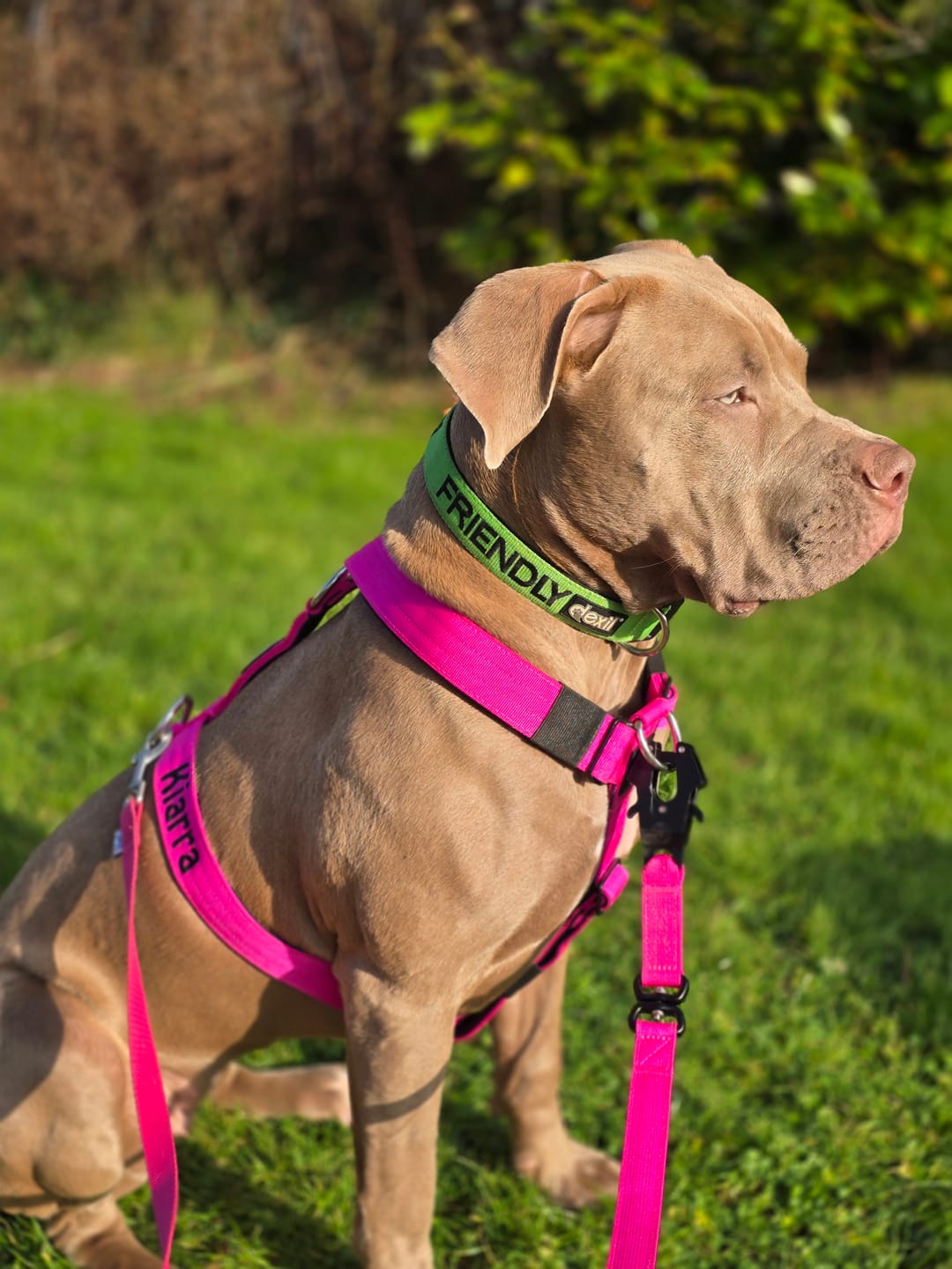 Customer photo review of Training Anti Pull TRI-Harness® | M-XL Breeds - Magenta