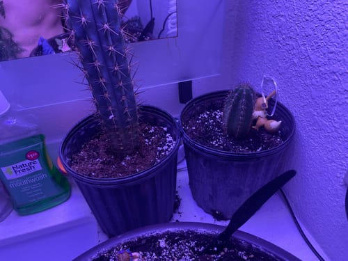 Customer photo review of Trichocereus Bridgesii | Bulk Cutting Packs | Bolivian Torch Cactus Bulk