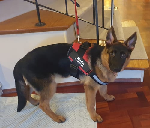 Customer photo review of No-Pull Paw Harness™