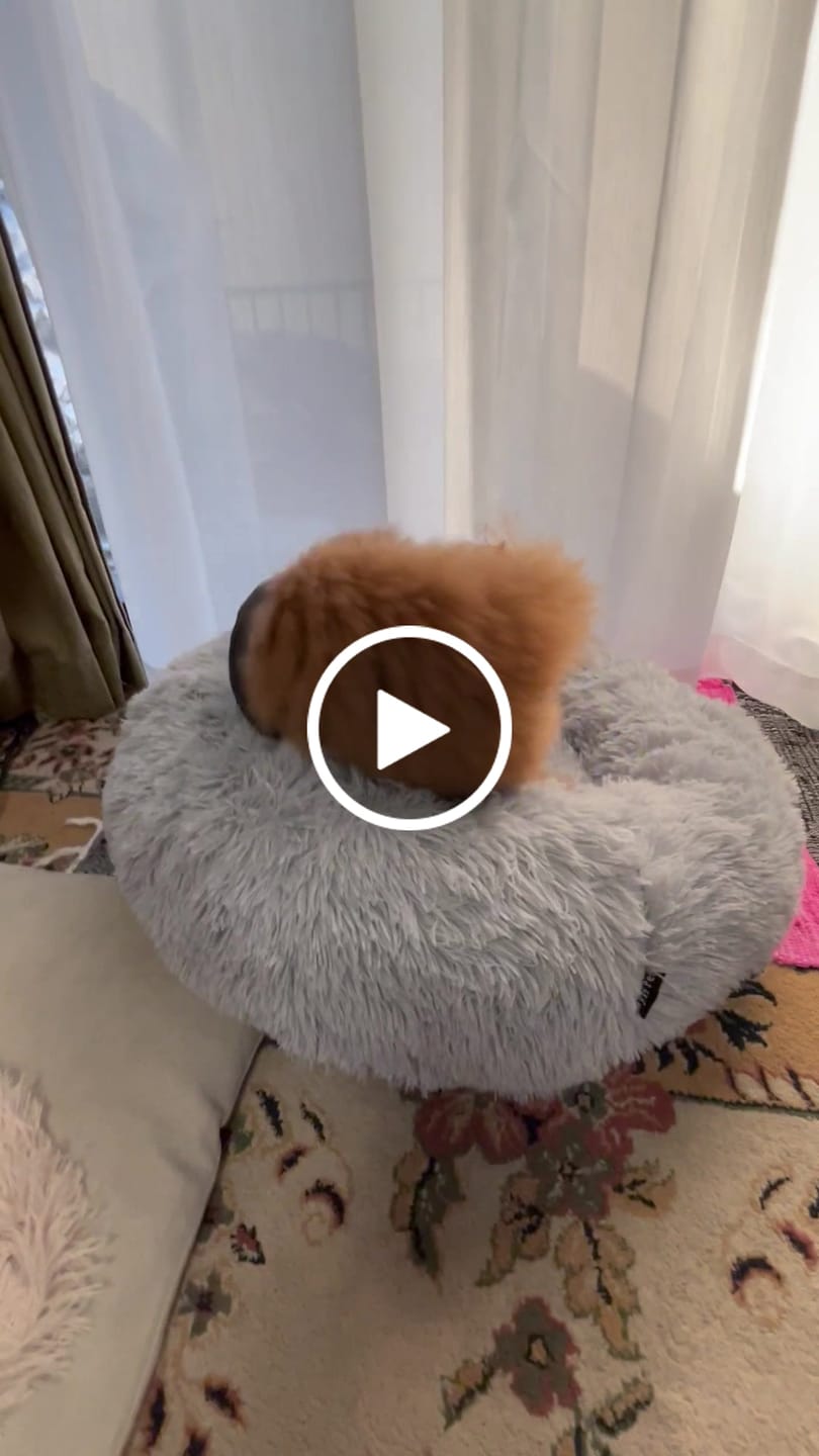Customer video review of 替えカバー（ペットが安らぐベッド、日本製クッションベッド専用）