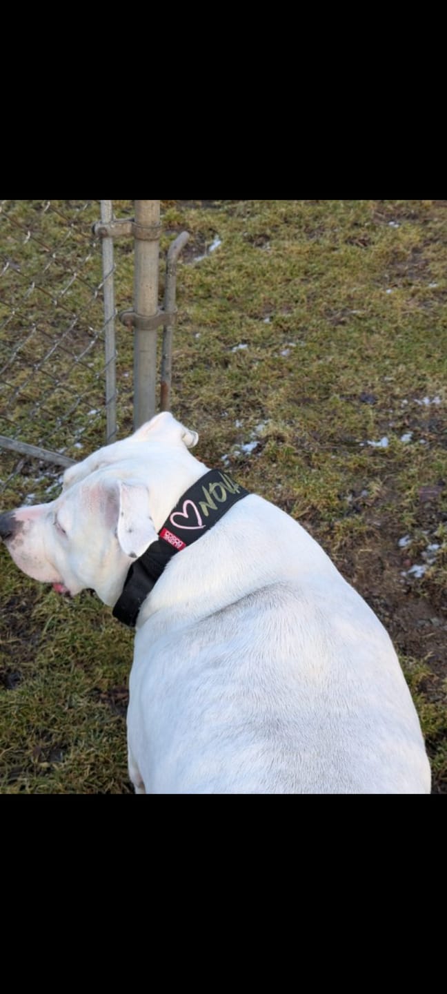 Customer photo review of 2" Tacti Luxe Dog Collar - Gold Noir