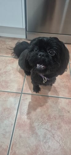 Customer photo review of PaWz GroomMate Pet Grooming Kit