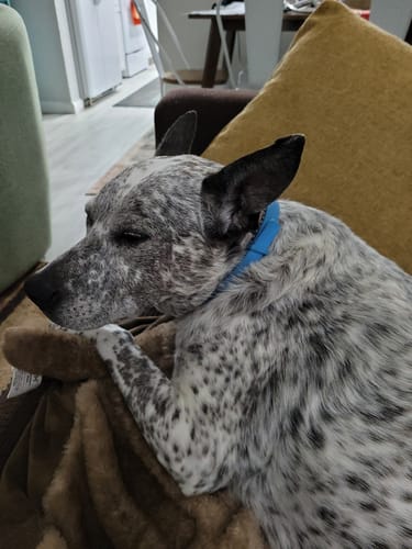 Customer photo review of FurLife™ 8 Months Flea and Tick Free