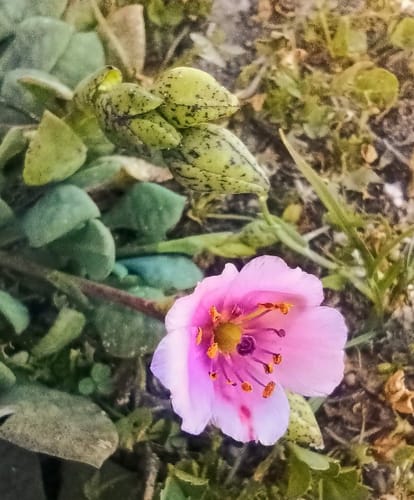 Customer photo review of Rosa Jamaica - Hibisco / Flor ⁽ᵃˡᵗᵃ ᶜᵃˡⁱᵈᵃᵈ⁾