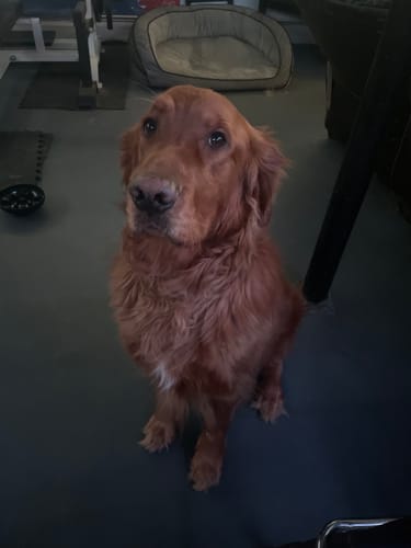 Customer photo review of Probiotic Lickable