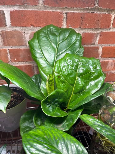 Customer photo review of Ficus Lyrata 'Fiddle Leaf Fig'