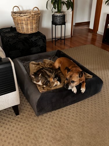 Customer photo review of Orthopedic Memory Foam Dog Bed - Charcoal (Large)