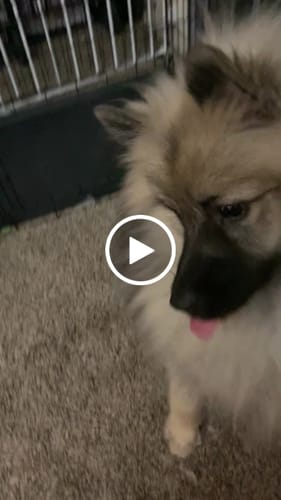 Customer video review of Freezball - Durable Fillable Dog Chew Bone